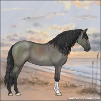 Horse Color:Grullo Roan 