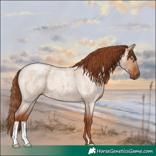 Horse Color:Red Dun Roan 