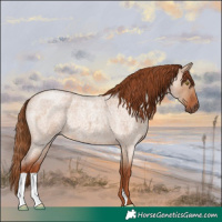Horse Color:Red Dun Roan 
