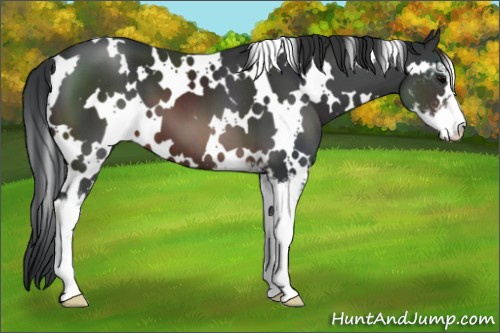 Horse Color:White Spotted Brown Sabino 