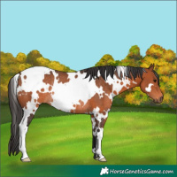 Horse Color:White Spotted Bay Rabicano 