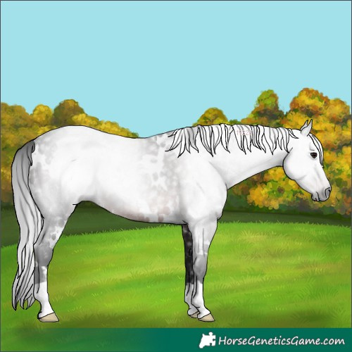 Horse Color:Gray White Spotted Brown Rabicano 
