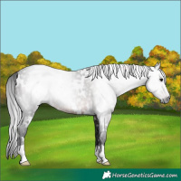 Horse Color:Gray White Spotted Brown Rabicano 