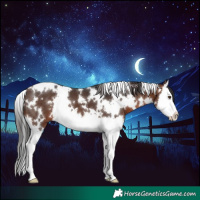 Horse Color:White Spotted Brown Splash