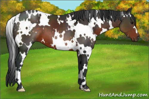 Horse Color:White Spotted Brown 