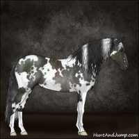 Horse Color:White Spotted Brown Rabicano 