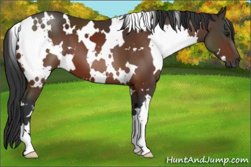 Horse Color:White Spotted Brown 