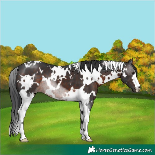 Horse Color:White Spotted Brown 