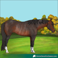 Horse Color:Bay Rabicano 