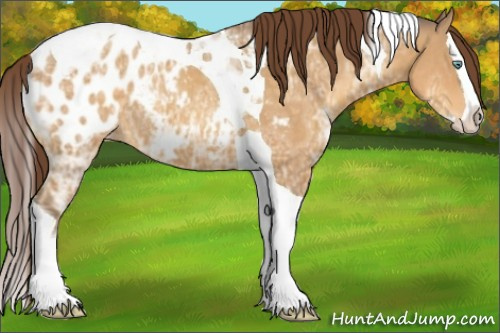 Horse Color:Sable Cream Champagne Ice Splash Tobiano Appaloosa Rabicano