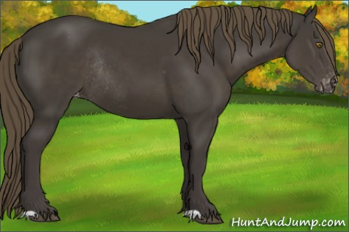 Horse Color:Smoky Black Appaloosa Rabicano