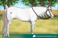 Horse Color:Liver Red Onyx Roan Tobiano Snowcap 