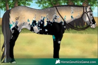 Horse Color:Buckskin Onyx Sabino 