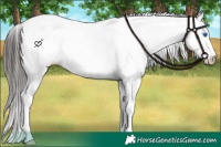 Horse Color:Brown Sabino Splash Near Leopard Rabicano 