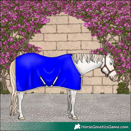 Horse Color:Perlino Roan Dun 