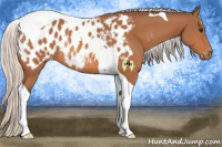 Horse Color:Silver Bay Tobiano Appaloosa Rabicano 