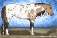 Horse Color:White Spotted Bay Dun Appaloosa 