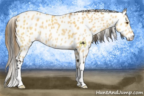 Horse Color:Buckskin Dun Appaloosa