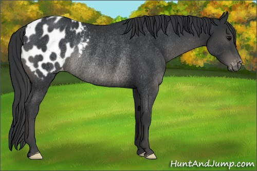 Horse Color:Black Appaloosa Rabicano 
