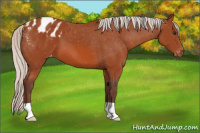 Horse Color:Silver Brown Appaloosa 
