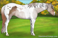 Horse Color:Liver Chestnut Tobiano Rabicano 