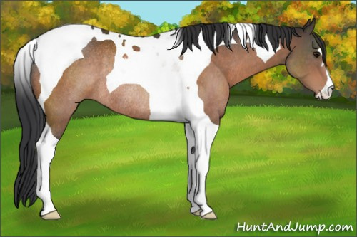 Horse Color:Brown Tobiano Rabicano