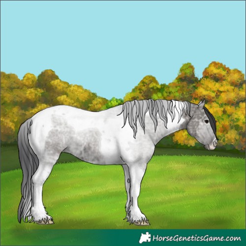 Horse Color:Grullo Ice Tobiano 