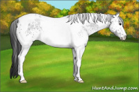 Horse Color:White Spotted Black Ice Tobiano 
