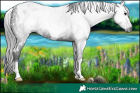 Horse Color:Gray White Spotted Smoky Black