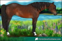 Horse Color:Gray Bay 