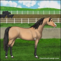 Horse Color:Bay Dun Splash 