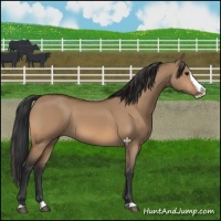 Horse Color:Bay Dun Splash 