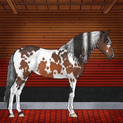 Horse Color:White Spotted Bay 