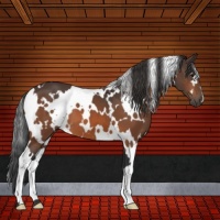 Horse Color:White Spotted Bay 