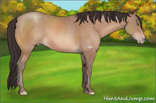Horse Color:Sable Champagne Sabino 