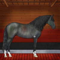 Horse Color:Black Rabicano 