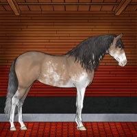 Horse Color:Brown Dun Sabino 