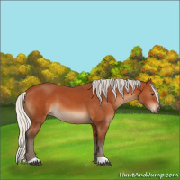 Horse Color:Silver Bay 