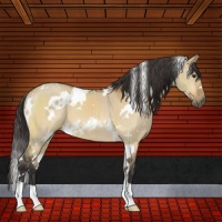 Horse Color:White Spotted Buckskin Dun 