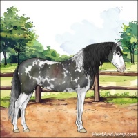 Horse Color:White Spotted Black Splash Rabicano 