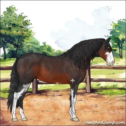 Horse Color:Brown Sabino