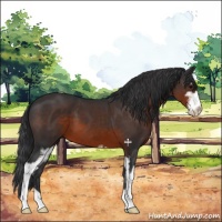 Horse Color:Brown Sabino