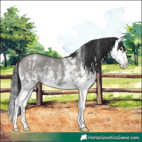 Horse Color:White Spotted Grullo Splash
