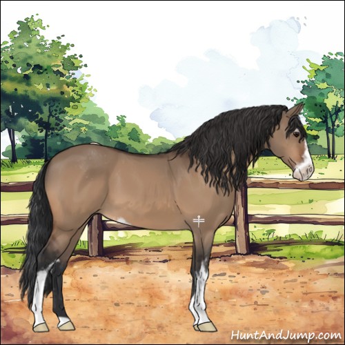 Horse Color:Bay Dun Sabino 