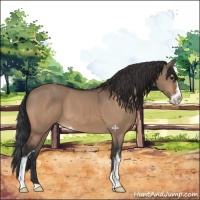 Horse Color:Bay Dun Sabino 