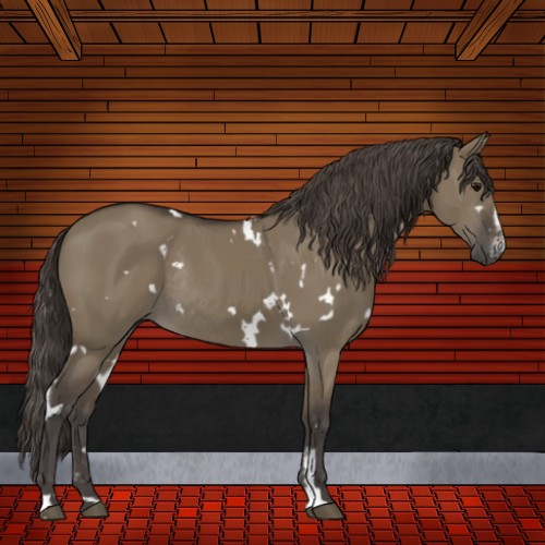 Horse Color:White Spotted Smoky Grullo Sabino Rabicano