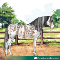 Horse Color:Brown Sabino 