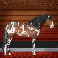 Horse Color:White Spotted Brown Sabino 