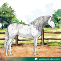Horse Color:White Spotted Silver Grullo Sabino Splash 