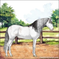 Horse Color:Bay Sabino 
